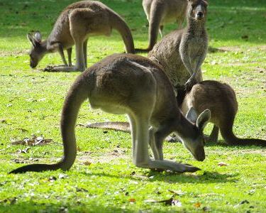 Western grey kangaroos